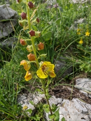 Verbascum spectabile