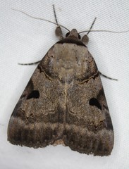 Catocala nuptialis