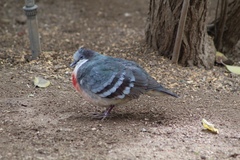 Gallicolumba luzonica