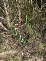Watsonia wilmaniae