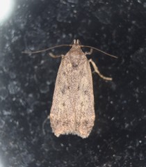 Glyphidocera juniperella