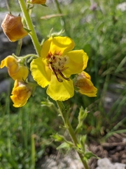 Verbascum spectabile
