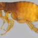 Cat Flea - Photo (c) licensed media from BioImages DwCA without owner, some rights reserved (CC BY-NC-SA)