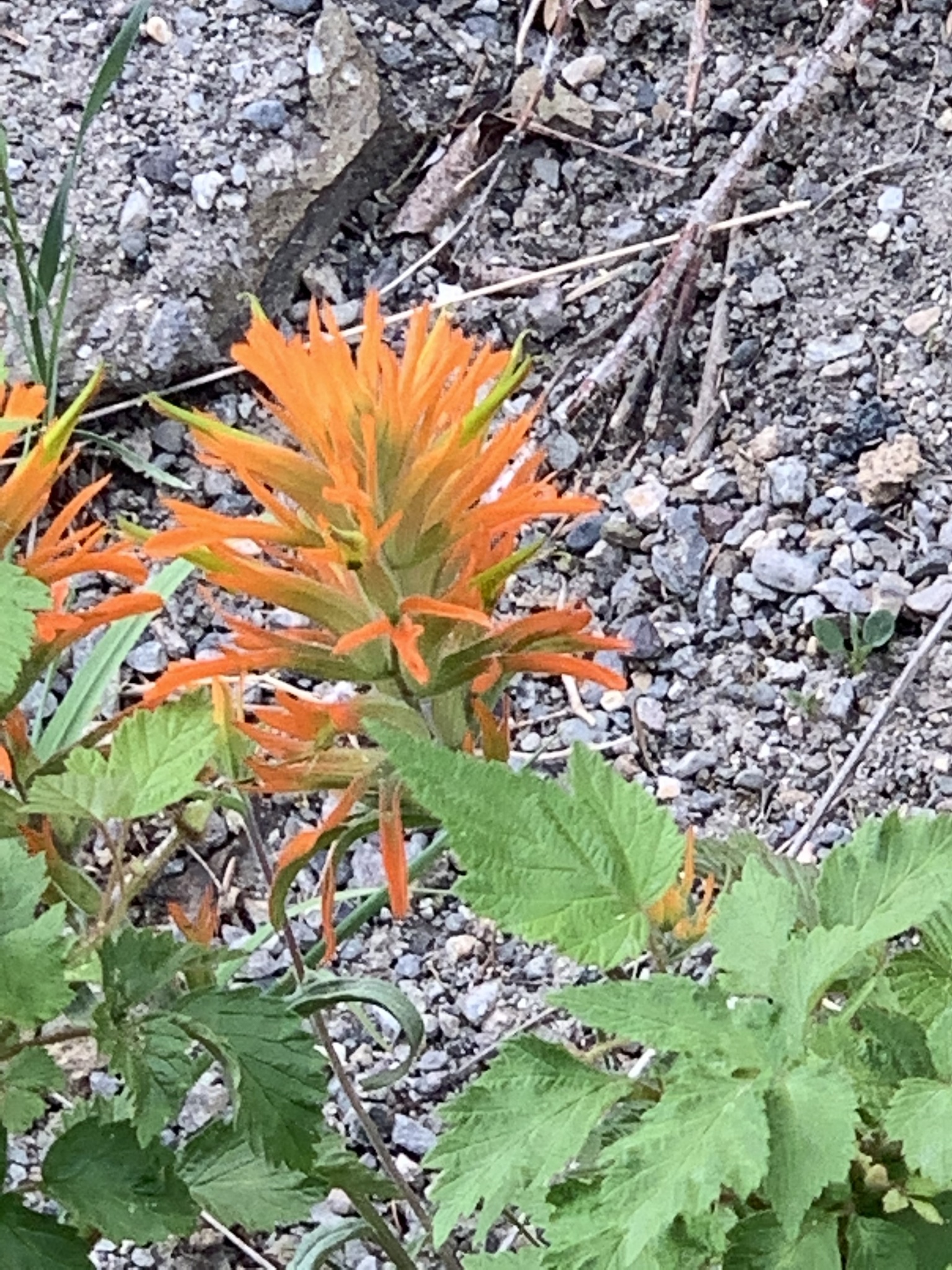 Castilleja crista-galli