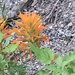 Mountainside Indian Paintbrush - Photo (c) Mary Ann Melton, some rights reserved (CC BY-NC), uploaded by Mary Ann Melton