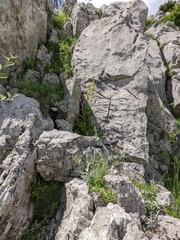 Verbascum spectabile