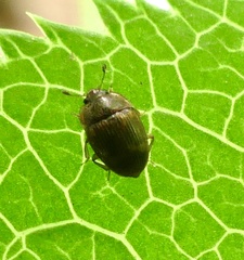 Stelidota geminata
