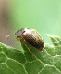 Stelidota geminata