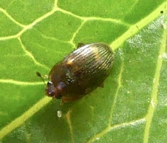 Stelidota geminata