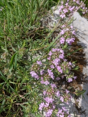 Thymus dzevanovskyi