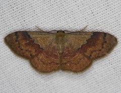 Leptostales ferruminaria