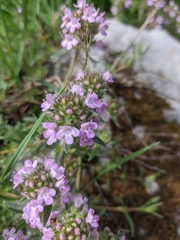 Thymus dzevanovskyi