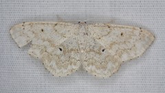 Idaea obfusaria