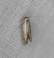 Polyhymno luteostrigella