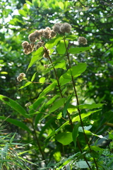 Eupatorium kiirunense