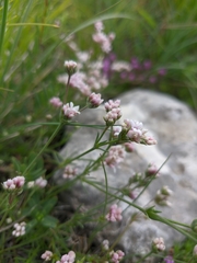 Asperula supina caespitans