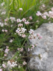 Asperula supina caespitans