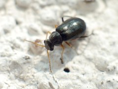 Ebaeus