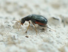 Ebaeus