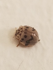 Olla timberlakei