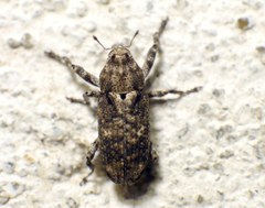 Gasterocercus depressirostris