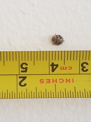 Olla timberlakei