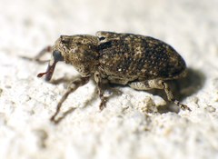 Gasterocercus depressirostris