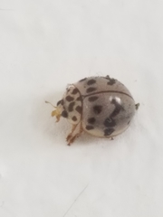 Olla timberlakei