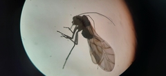 Lachesillidae