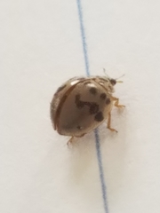 Olla timberlakei