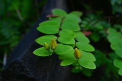 Hypericum formosanum
