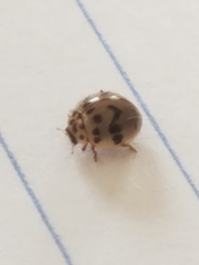 Olla timberlakei