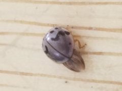 Olla timberlakei