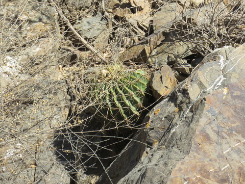 Image of Ferocactus echidne by (c) Alexis López Hernández, some rights reserved (CC BY)