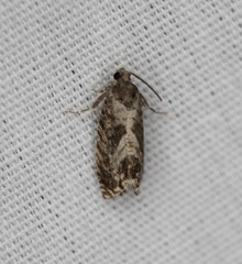 Cydia lacustrina