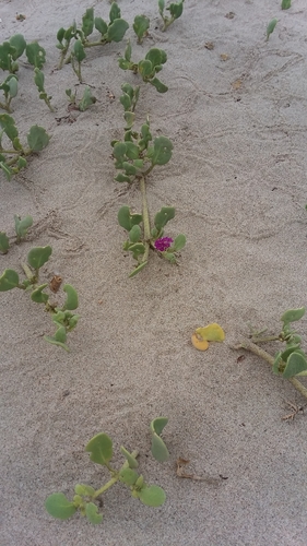 photo of Red Sand-verbena (Abronia maritima)