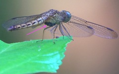 Arrenurus