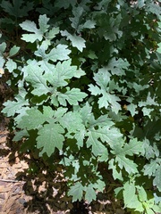 Stylophorum diphyllum