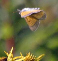 Colias hecla