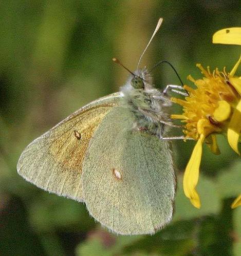 Hecla Sulphur