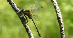 Somatochlora hineana