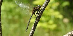 Somatochlora hineana