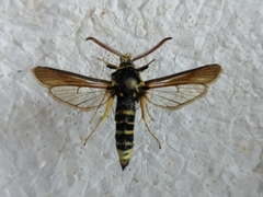 Paranthrene tabaniformis