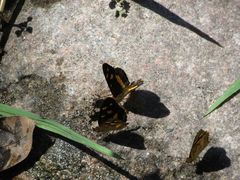 Telenassa berenice