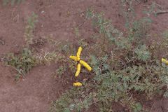 Prosopis strombulifera