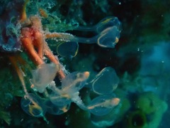 Clavelina detorta