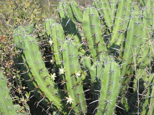 Blue Myrtle-cactus