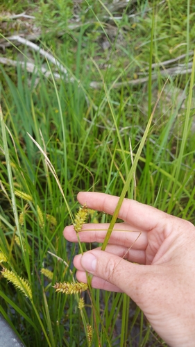 Carex vesicaria iNat (3)