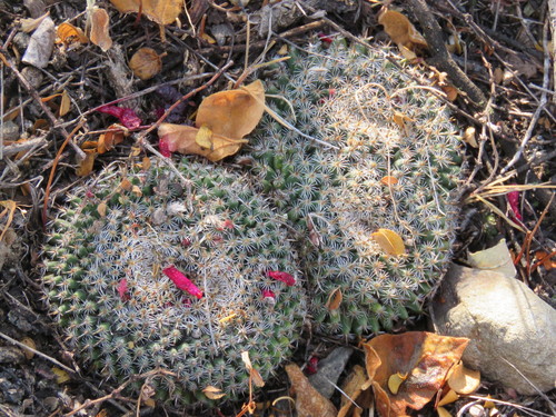 Mammillaria perbella