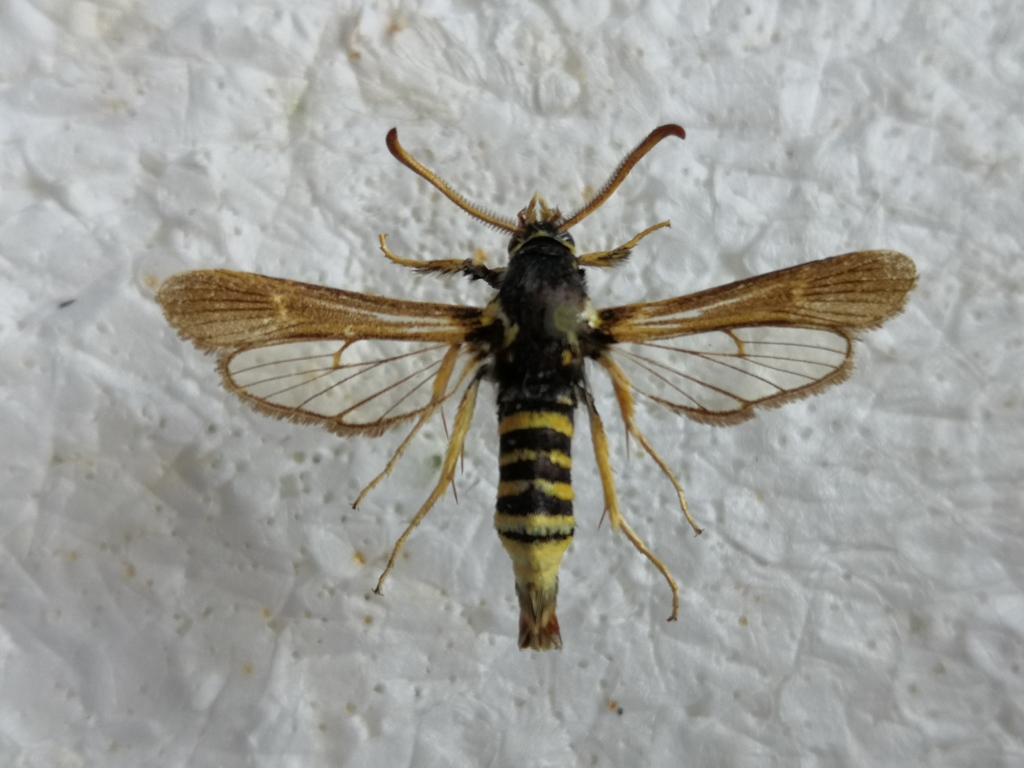 Paranthrene tabaniformis synagriformis